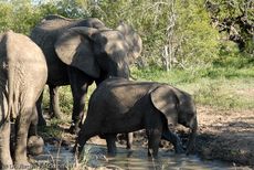 Afrikanischer Elefant (40 von 131).jpg